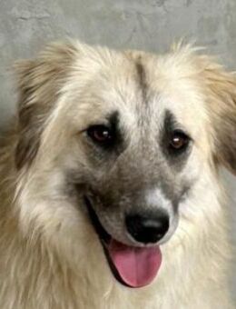 Verlieb Dich in den wundervollen Anuk ❤️ - Großefehn