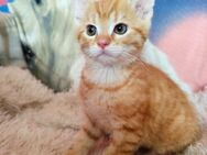 Katzenbabys suchen neues Zuhause - Magdala