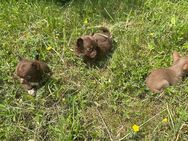 Süße Chihuahua Welpen suchen als letztes ihr Traum zuhause - Seßlach