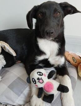 🐾Junge Peaches voller Lebensfreude 🍑 - Eislingen (Fils)