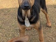 Bruce sucht sein Zuhause - Fronreute