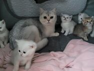 3 reinrassige Britisch Kurzhaar Kitten abzugeben - Linden (Hessen)