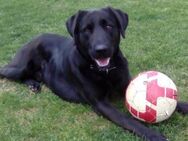 BEPO🩵Labrador-Schatz auf Familiensuche - Hamburg