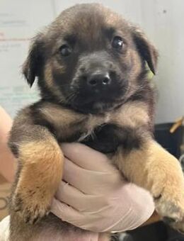 Liebenswerter Welpe Goliath - Kallmünz