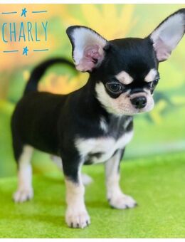 Wunderschöner Chihuahua Rüde mit Zubehör in beste Hände - Türkheim