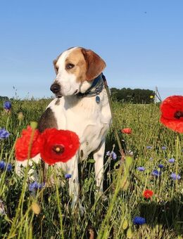 Otis - ein fröhlicher Herzenshund sucht ein Zuhause - Rambin