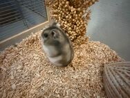Junges Hamsterweibchen sucht neues Zuhause - Hamburg