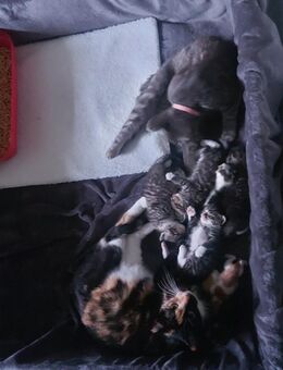 Katzenbabys - Harrislee