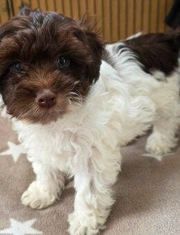 Bolonka Zwetna Welpe - Kefferhausen