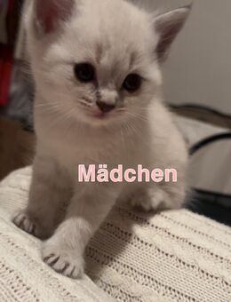 zauberhafte Britisch Kurzhaar kitten, abzugeben - Bielefeld