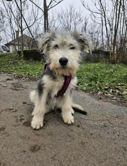 Junghund Gandalf auf Familiensuche - Velbert