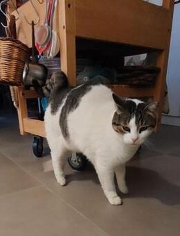 Gemütliche Frida sucht ihr Traumzuhause - Bergkirchen