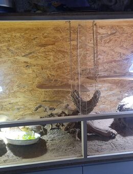 Bartagame mit Terrarium 150×80×80 - Berlin