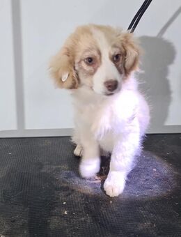 Cleo, wunderschönes Welpenmädchen - Köln