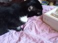 VERKAUFE HAUSKATZE in 46149