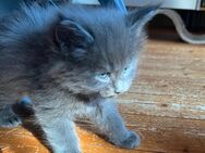 Reinrassige Maine Coon XXL Kitten in Blue-Solide, Black - Smok mit Stammbaum. - Bielefeld