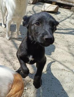 Kiki, kleine Hündin - Lindenberg (Rheinland-Pfalz)