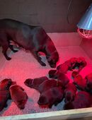 Labrador welpen shokobraun in 49824