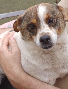 Lev, a.d.Tierschutz, kleiner Anfängerhund sucht Happy-Home - Boxberg (Oberlausitz)