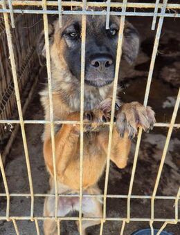 Dafne ist eine sehr liebe Hündin 🐾 - Elsdorf (Nordrhein-Westfalen)