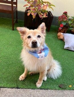 Barney - sanfter Schmuser sucht Zuhause - Chemnitz