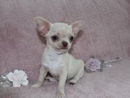 Chihuahua Welpe - Leipzig