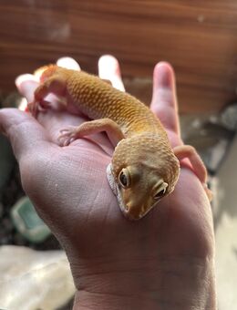 2 Leopardgeckos männlich - Unterlüß