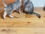 2 Bkh Kater abzugeben - Hagen (Stadt der FernUniversität)