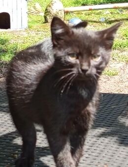 2 schwarze , männliche Kitten aus Glückskatze und Maincoon - Lilienthal