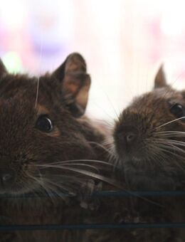 Zwei Degus Max & Moritz suchen ein neues Zuhause - Lichtenstein (Sachsen)
