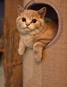 Bkh Kitten mit Stammbaum - Bönen