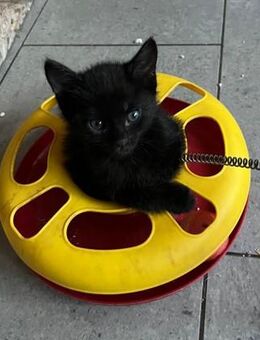 Süße kleine Katzen Buben - Salgen
