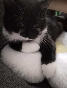 Mix Kitten Britisch Langhaar/EKH - Dessau-Roßlau Törten