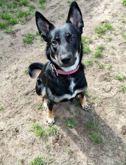 Schäferhund Huskymix Junghunde suchen ein liebevolles hundeerfahrenes Zuhause - Vreden