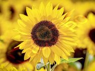 Goldgelbe Sonnenblume Taiyo Samen Sonnenblumensamen Sonnenblumen leuchtend gelbe Blüten Bienenfreundlich Sonnenblumenkerne dunkle Mitte für wildflower Garten und Balkon Geschenk flower present SWR Vatertag Biene - Pfedelbach