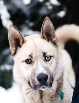 Gorbi auf Pflegestelle in 87648 Aitrang - Rott (Inn)