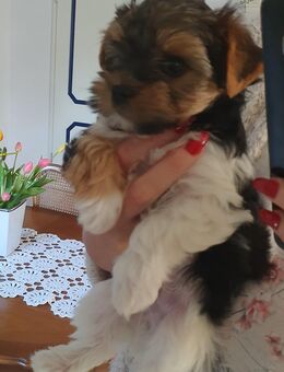 Yorkshire terrier welpen Biewer mit Ahnentafel - Emstek