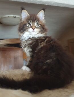 Maine Coon Kitten Träume mit XXL Luchs Pinseln - Großmehring