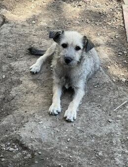 Süße MICA sucht ihr Zuhause - Neuberg