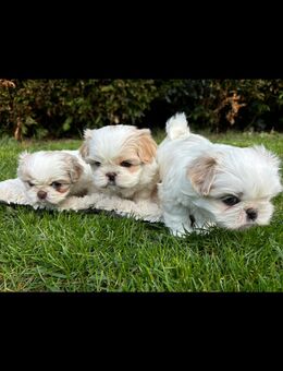 Unsere Shih Tzu Babys – bereit, Ihr Herz zu erobern! - Bremen
