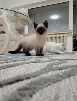 Baby Katzen, Katzenkitten - Schwerte (Hansestadt an der Ruhr)