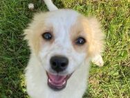 🩷 Sunny ☀️🐾🐶 - Markkleeberg