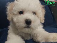 Bichon frise/ Bichon frisé Welpen aus Vereinszucht - Schönwalde-Glien