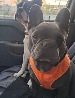 Gonzo & Apollo VA-ein unschlagbares Team - Neustadt (Rübenberge)