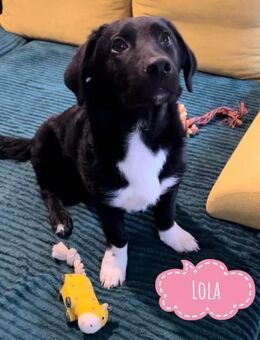 Lola ein wundervolles Wesen - Flörsheim-Dalsheim