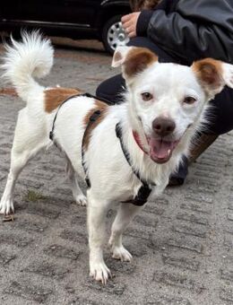 Pamela, verschmust, verspielt, neugierig - Westerholt