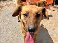 ❣️ Neugieriger Abenteurer Rufus ❣️ - Eislingen (Fils)