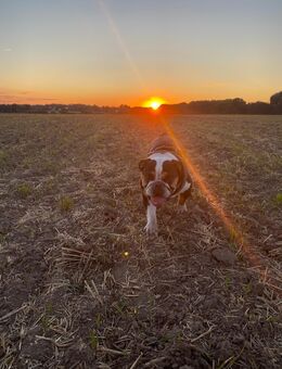 Hund schweren Herzens abzugeben - Berlin Marzahn-Hellersdorf