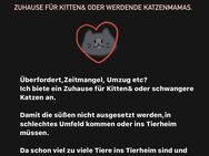 Biete Hilfe/neues Zuhause für Kitten& oder Schwangere Katzen. - Gerolstein