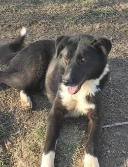 Fidelo sucht ein Zuhause - Egestorf